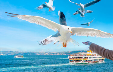 Seagull feeding - Very friendly seagull takes bagel from girl's hand at morning, ferry in the background - Istanbul  Turkey