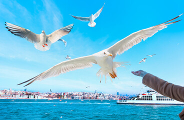 Seagull feeding - Very friendly seagull takes bagel from girl's hand at morning, ferry in the background - Istanbul  Turkey