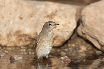 The Common Redstart female (Phoenicurus phoenicurus).