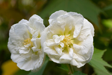 Rose flower rugosa white, grow in the garden.