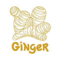 Ginger root plant sketch and vector hand written text. Spicy herb original design. Kitchen healthy herbs and spices for cooking. Simple script lettering.