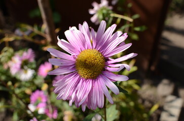 flower in the garden