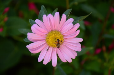 bee on pink flower
