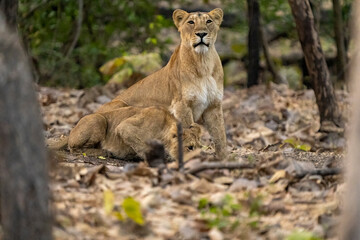 lion cub and lioness