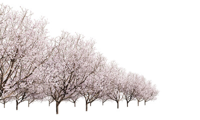 Orchard of flowering fruit trees isolated on transparent background. 3D render.