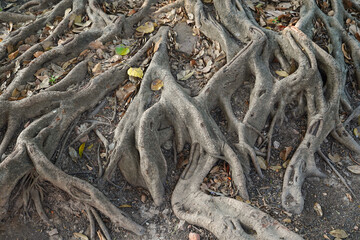 Big tree roots on the ground for background