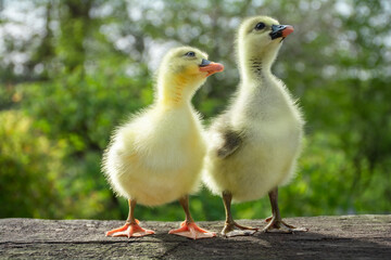 Two cute little domestic goose chicks on a wooden bench