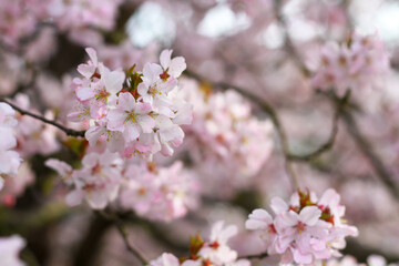 Fototapeta premium Beautiful early spring cherry blossoms on the tree. Springtime.
