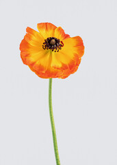 blooming ranunculus one on a white background