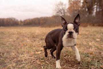 Boston terrier dog outside. Dog in the autumn field. Close up portrait