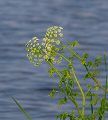 water hemlock - Cicuta maculata - in bloom, flower, blossom with blue water background. one of the...