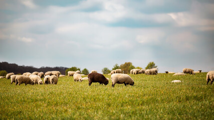 Obraz premium Schafe im Frühling auf der Wiese.