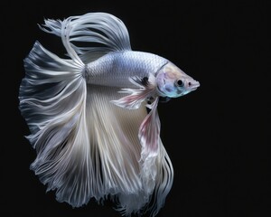 Elegant Iridescent Silver Beta Fish Against Solid Black Background