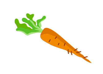 Healthy food icon. Colorful sticker with fresh ripe carrots. Organic product or natural vegetable. Healthy lifestyle and diet. Cartoon flat vector illustration isolated on white background