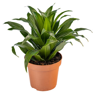 Striped dracaena in pot