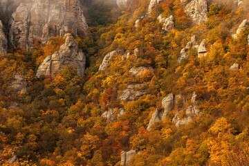 Fototapeta premium Mountain autumn forest. Hills trees in fall. Beautiful mountains