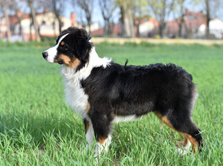 a beautiful australian shepherd dog in the field