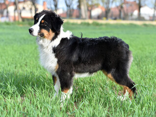 un perro de raza pastor australiano en el campo