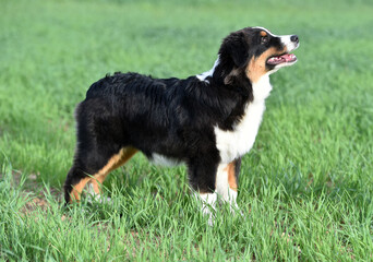 un perro de raza pastor australiano en el campo