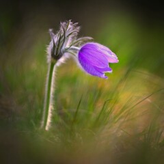 Spring flowers. Beautifully blossoming pasque flower and sun with a natural colored background. (Pulsatilla grandis) Old Russian Helios manual lens