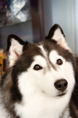 A Portrait to siberian husky in midday light