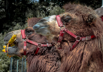 camels kept by an educational park in Bogor