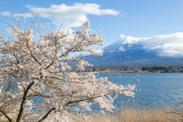 春の河口湖　桜と富士山