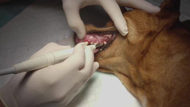Veterinary video shot of a veterinarian performing canine dental cleaning with sedation in the operating room.