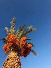 pine tree and blue sky