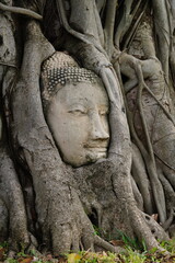 The Buddha's head was tied up by a tree root to the astonishment of those who saw it.