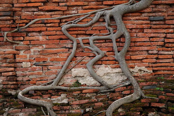 Tree roots cling to a beautiful orange brick wall.