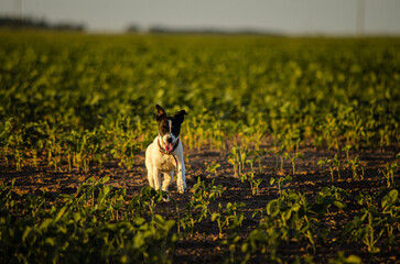 dog on the grass