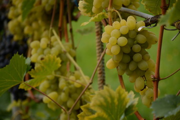 Fototapeta premium Appetizing clusters of white grapes close-up