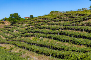 Vineyard in a farm