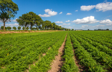 Fototapeta na wymiar Green rows of carrot plants in a Dutch agricultural landscape. The carrots are almost ready for harvesting now. The photo was taken on a sunny summer day in the province of North Brabant.