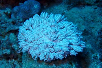 Naklejka na ściany i meble Eygyptian Corals 2023