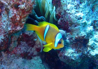 Fototapeta na wymiar Clownfish Egypt 2023