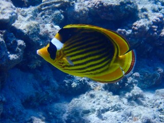 Fototapeta na wymiar Butterfly Fish - Egypt 2023