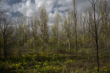 Composizione di alberi e prato con fiori gialli, cielo prima della tempesta