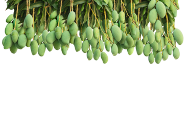 mango from the tree  PNG transparent