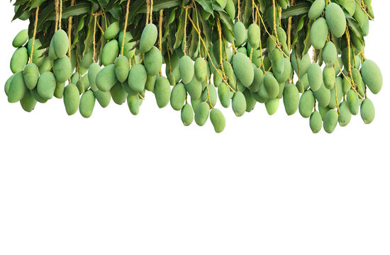 mango from the tree  PNG transparent