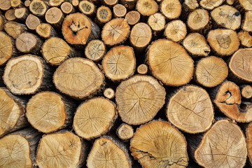 Logs of hardwood stocked in large numbers.