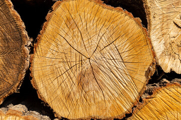 Naklejka premium Logs of hardwood stocked in large numbers.