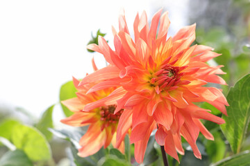 Spring Garden with coral dahlia. Blooming flower in garden. Shallow depth of field. Coral flower Dahlia for background. Big flowers of blossoming autumn orange dahlia. Summer blossom.Copy space