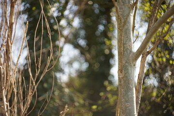tree in the woods