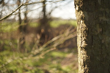 tree in the woods