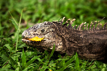 Close up de iguana aislada en habitat natural, comiendo mango.