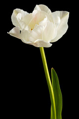 Soft cream tulip flower, isolated on black background