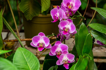 Beautiful cymbidium flowers blooming in a greenhouse.