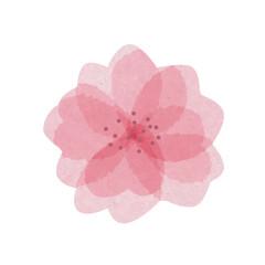 Fototapeta na wymiar Isolated hand drawn beautiful watercolor sakura flower with messy transparent petals